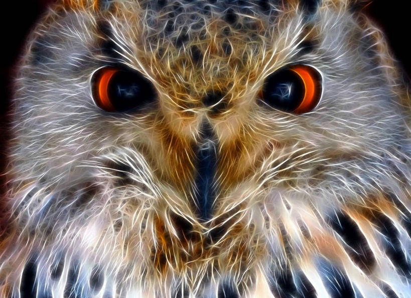 无人,横图,特写,野生动物,羽毛,英国,鸟类,摄影,肖像,柴郡,彩图,大雕