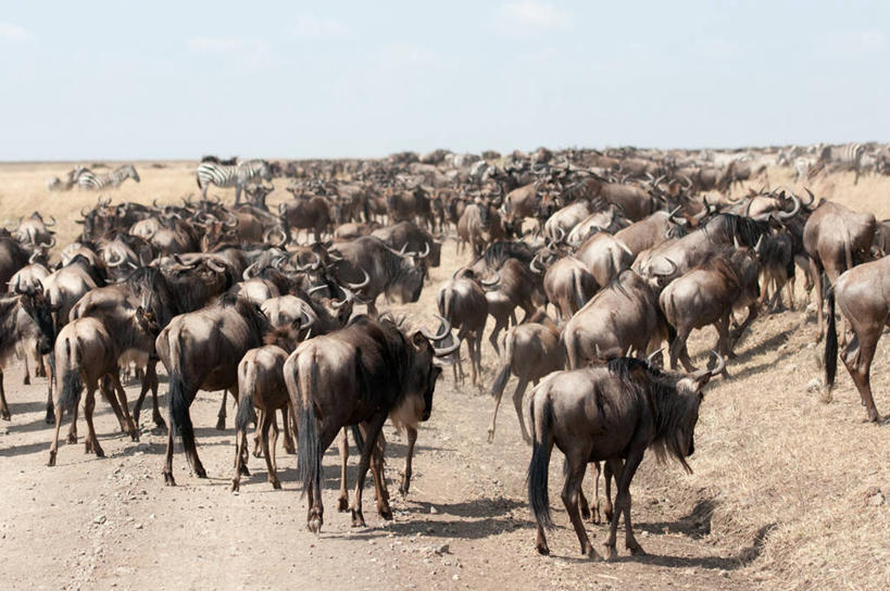 无人,横图,室外,白天,野生动物,肯尼亚,一群,许多,阴影,田地,很多,天空,自然,摄影,迁徙,非洲大羚,东非,彩图,马赛马拉国家保护区