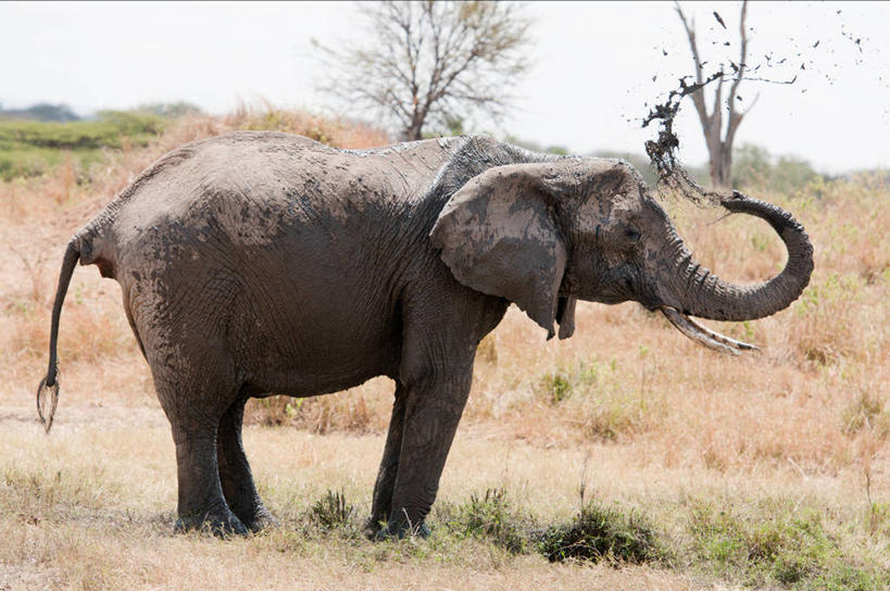 无人,站,横图,室外,白天,野生动物,坦桑尼亚,喷,草,树,摄影,象,彩图,动物行为