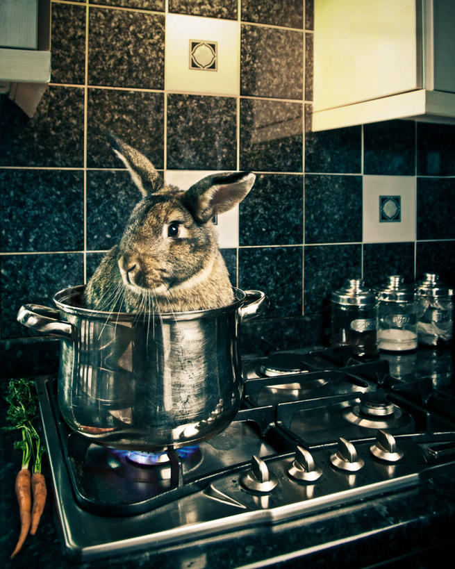 无人,竖图,室内,厨房,胡萝卜,蔬菜,英国,屋顶,锅,动物,摄影,天然气,广口瓶,焖菜,家兔,格拉斯哥,彩图