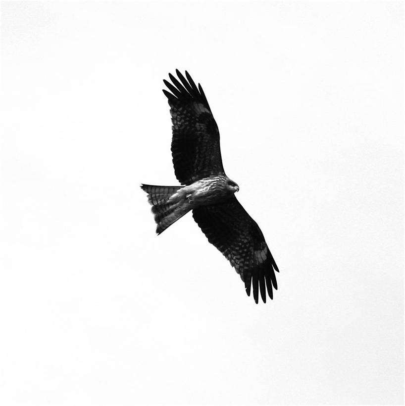 无人,竖图,黑白,室外,白色背景,仰视,自由,野生动物,日本,鸟类,半空,飞,风筝,摄影,山梨县,低角度拍摄,富士