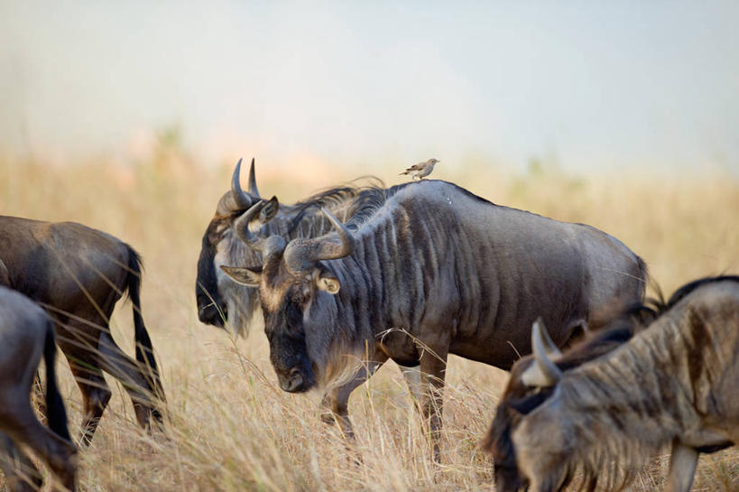 无人,横图,室外,白天,野生动物,坦桑尼亚,鸟类,地形,田地,草,天空,自然,动物,摄影,非洲大羚,塞伦盖蒂国家公园,步行,彩图