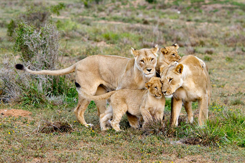 无人,公园,站,横图,室外,白天,哺乳动物,野生动物,狮子,非洲,南非,四只,雌狮,草,自然,动物,摄影,灌木,国家公园,凶猛,阿非利加洲,南非共和国,阿多大象国家公园,东开普省,开普省,残暴,凶残,拥抱,彩图