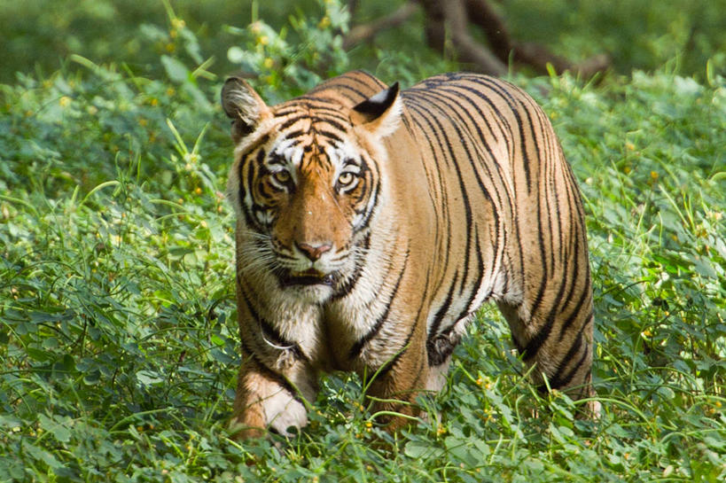 无人,站,横图,室外,白天,森林,虎,野生动物,印度,条纹,草,自然,动物,摄影,国家公园,孟加拉虎,肖像,机敏,拉贾斯坦邦,彩图