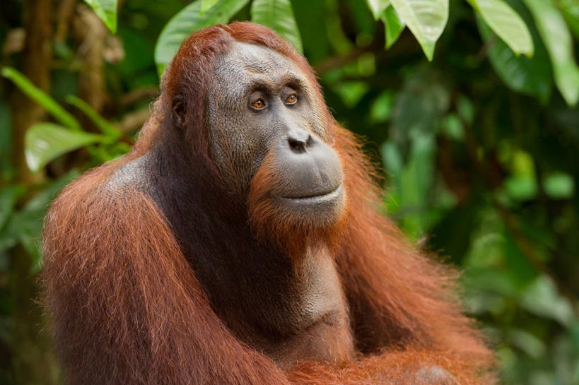 无人,横图,室外,特写,白天,野生动物,叶子,马来西亚,褐色,树,摄影,热带雨林,苏门答腊猩猩,婆罗洲岛,沙巴州,彩图,雨林