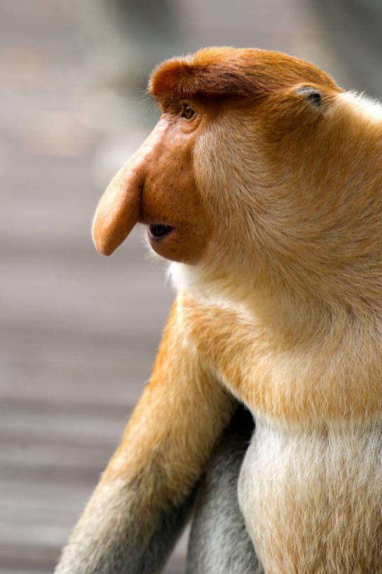 无人,竖图,室外,特写,白天,野生动物,马来西亚,摄影,长鼻猴,沙巴州,濒危物种,彩图