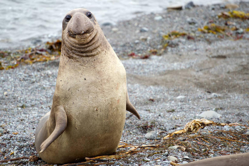 无人,横图,室外,白天,哺乳动物,海豹,野生动物,美国,海象,动物,可爱,摄影,活泼,鳍,肖像,圣西蒙,海滩,彩图