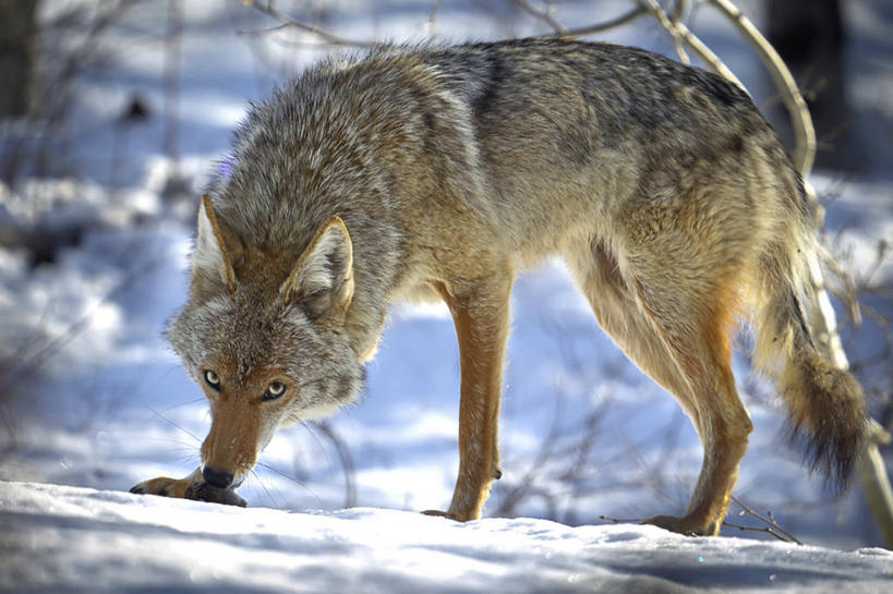 无人,横图,室外,白天,峡谷,雪,野生动物,美国,寒冷,摄影,丛林狼,机敏,犹他,彩图