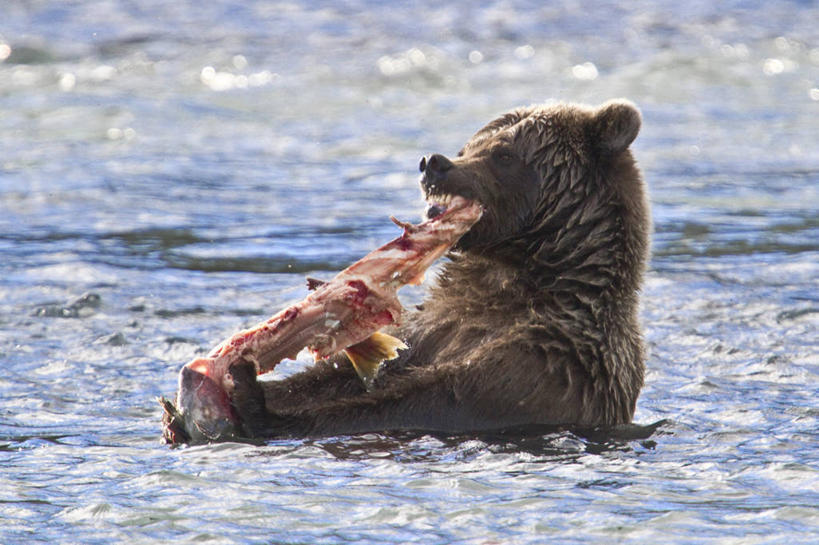 无人,吃,横图,室外,白天,水,野生动物,熊,美国,捕食,动物,两只,摄影,棕熊,彩图