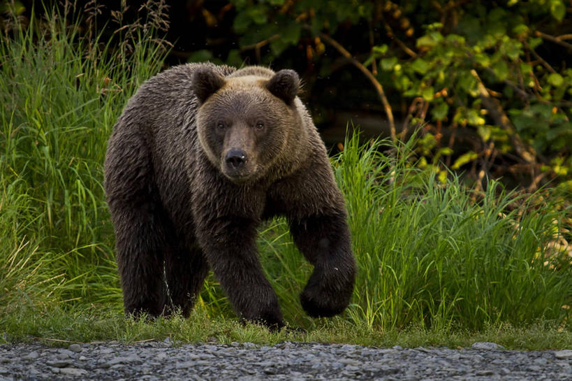 无人,站,横图,室外,白天,水,野生动物,熊,美国,草,摄影,北美,北美洲,美洲,阿拉斯加,阿拉斯加州,北亚美利加洲,亚美利加洲,最后的边疆,午夜阳光之地,基奈半岛,棕熊,彩图,美利坚合众国