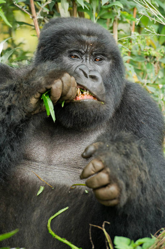 无人,吃,竖图,室外,特写,白天,野生动物,叶子,卢旺达,自然,摄影,大猩猩,银背大猩猩,彩图,鲁亨盖里