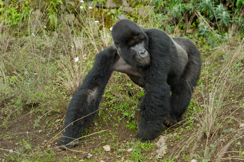 无人,横图,室外,白天,植物,野生动物,卢旺达,自然,摄影,大猩猩,东非,银背大猩猩,步行,彩图,鲁亨盖里