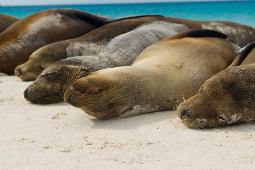 无人,躺,横图,室外,白天,海洋,海狮,野生动物,厄瓜多尔,一排,整齐,沙子,排列,放松,摄影,队列,濒危物种,海滩,彩图,加拉帕戈斯海狮,小睡