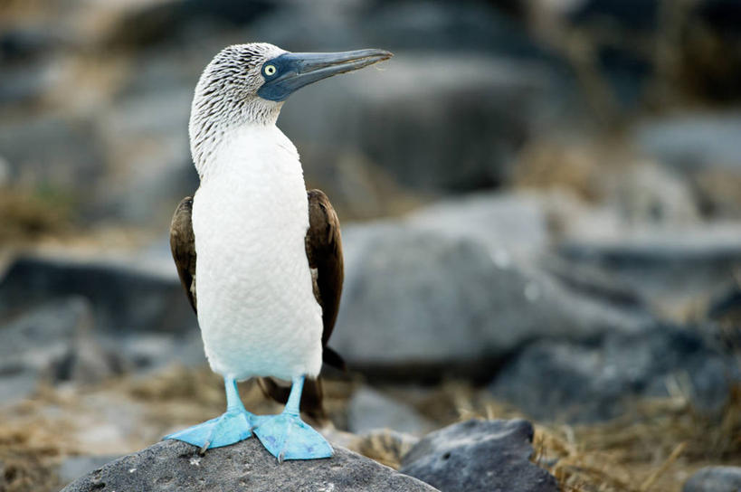 无人,横图,室外,白天,海鸟,鸟,野生动物,厄瓜多尔,鸟类,自然,摄影,栖息,鲣鸟,结巴鸟,蓝脚鲣鸟,彩图