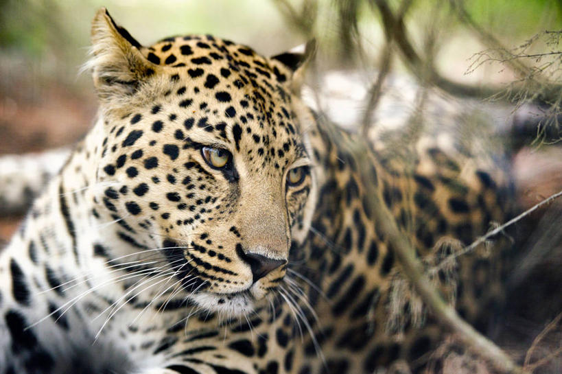 无人,躺,横图,室外,特写,白天,野生动物,南非,斑点,休息,放松,摄影,灌木,美洲豹,东开普省,彩图