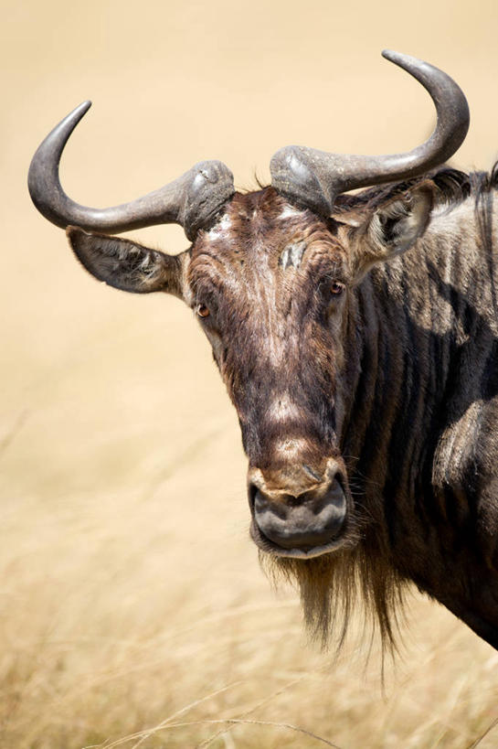 无人,竖图,室外,特写,白天,野生动物,肯尼亚,草,自然,摄影,迁徙,肖像,非洲大羚,机敏,彩图