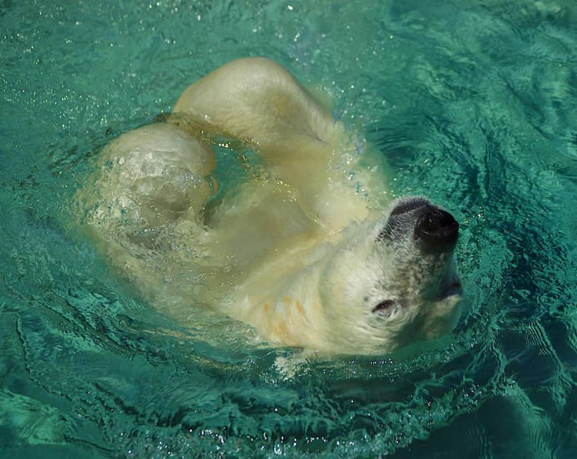 游泳,无人,横图,俯视,室外,白天,北极熊,野生动物,熊,加拿大,湿,白色,摄影,多伦多,死水,彩图,高角度拍摄,多伦多动物园