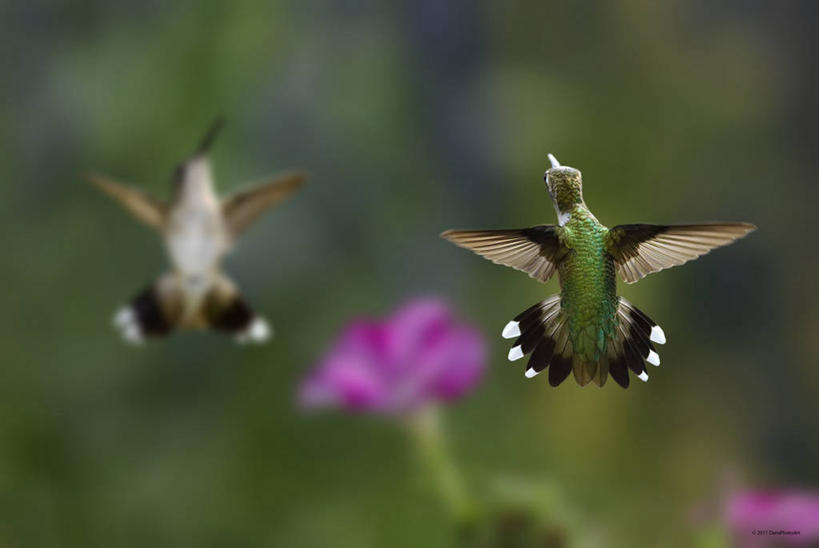 无人,横图,室外,白天,蜂鸟,野生动物,美国,鸟类,半空,飞,花,动物,两只,摄影,拍打,密苏里,彩图