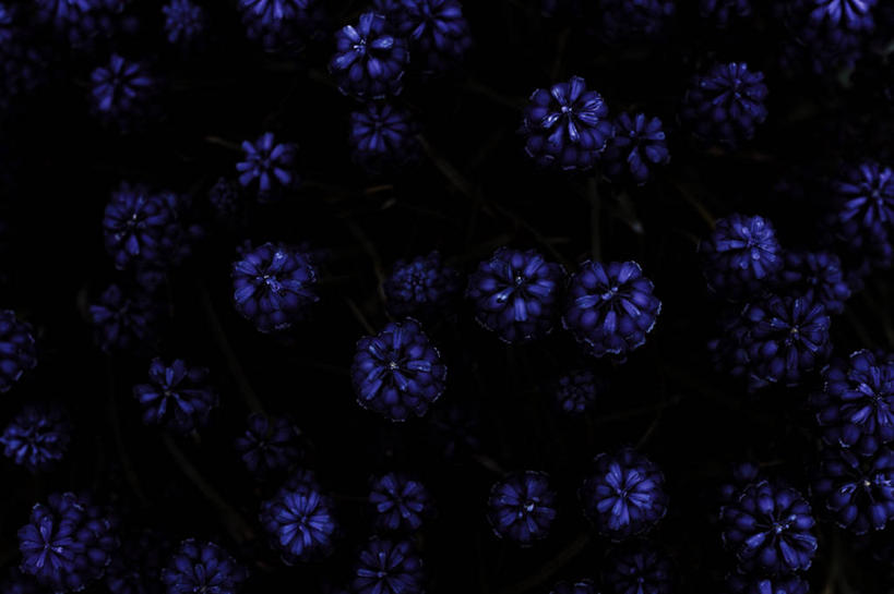 无人,横图,室外,特写,夜晚,长野县,日本,许多,很多,花,蓝色,摄影,脆弱,清新,彩图