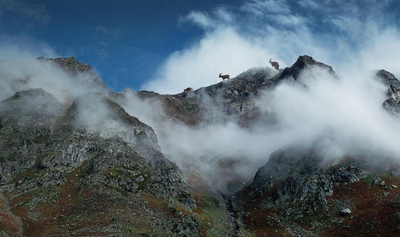无人,横图,室外,白天,美景,山,雾,野生动物,羊,巴基斯坦,四只,景观,云,天空,自然,动物,景色,可爱,摄影,活泼,宁静,自然风光,野山羊,悬羊,山羊,彩图,西伯利亚北山羊