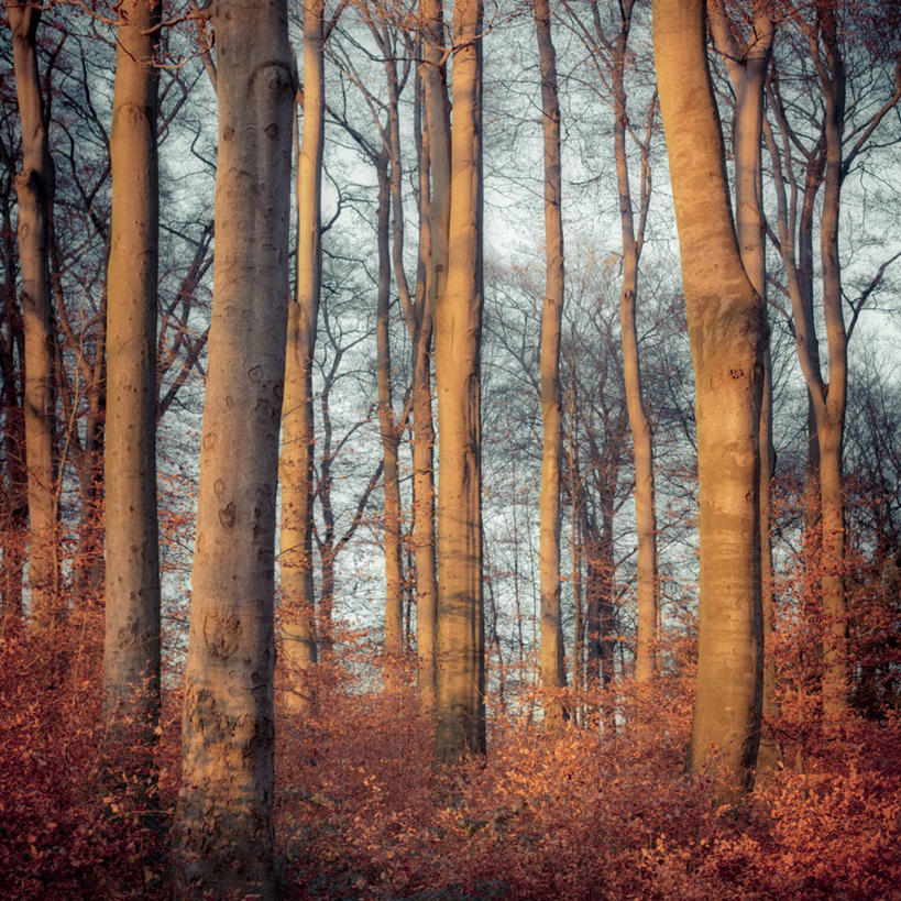 无人,方图,室外,白天,森林,日光,德国,树,树干,自然,摄影,宁静,山毛榉树,伍珀塔尔,彩图