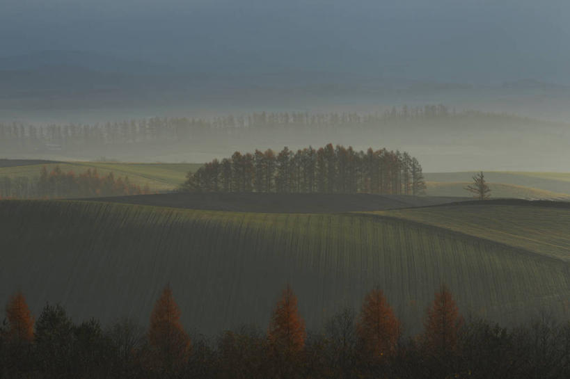 无人,横图,室外,美景,雾,日本,景观,黎明,草,树,风景,自然,景色,摄影,宁静,早晨,自然风光,万里无云,美瑛,秋天,彩图,林荫大道