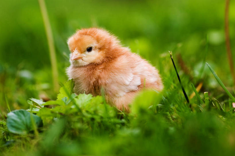 无人,横图,室外,白天,美国,鸟类,褐色,草,动物,摄影,牲畜,俄亥俄州,威廉斯堡,彩图,小鸡