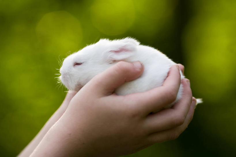 手,一个人,横图,室外,特写,白天,哺乳动物,美国,兔子,拿着,动物,家畜,人体,摄影,部分,兔,关爱,家兔,彩图