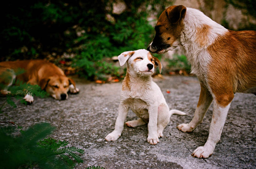 无人,躺,横图,室外,白天,狗,日本,三只,小狗,那霸,动物,家畜,摄影,闭着眼睛,彩图,爱