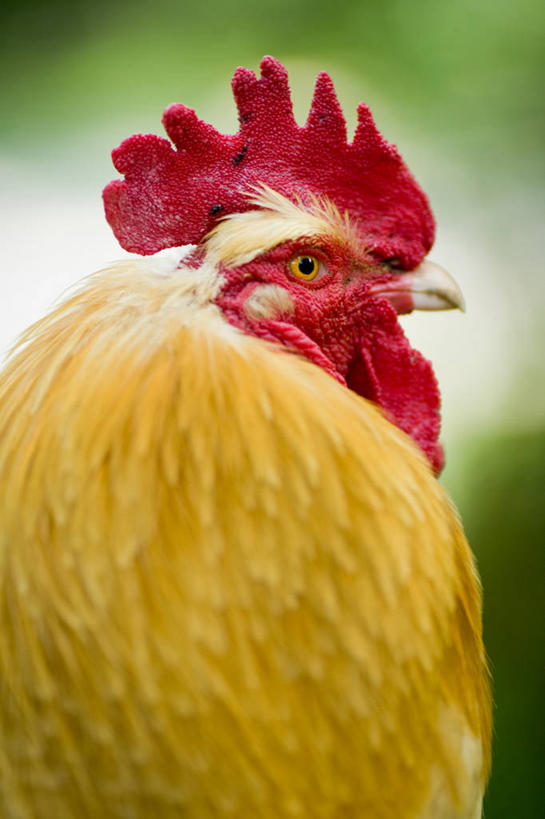 无人,竖图,室外,特写,白天,侧面,美国,绿色背景,鸟类,红色,家畜,摄影,牲畜,鸡冠花,公鸡,彩图