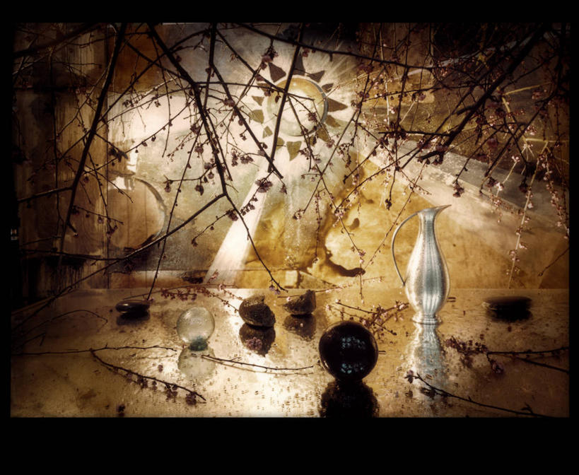 无人,横图,室内,抽象,太阳,美国,反射,梅花,枝,球体,摄影,多样,宁静,脆弱,华盛顿州,荷兰石竹,想法,岩石,彩图