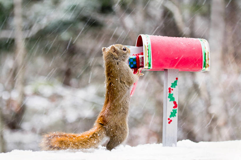 无人,站,横图,室外,白天,雪,野生动物,礼物,加拿大,检查,传递,信息,冬天,下雪,贺卡,联系,邮筒,邮箱,红色,自然,松鼠,寒冷,联络,邮递,通信,摄影,邮政,新斯科舍,彩图