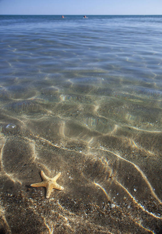 无人,竖图,室外,白天,海星,法国,透明,水平线,干净,自然,星形,摄影,宁静,地中海,彩图,贝塞尔