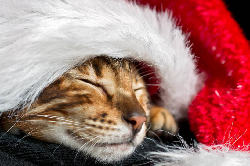 无人,横图,室内,特写,白天,宠物,猫,帽子,荷兰,圣诞节,小猫,动物,家畜,放松,摄影,部分,闭着眼睛,彩图