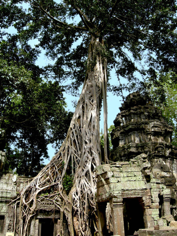 无人,竖图,室外,白天,建筑,柬埔寨,枝,历史,废墟,树,地标建筑,摄影,宗教,暹粒,塔普伦寺,古代文明,彩图,柬埔寨文化