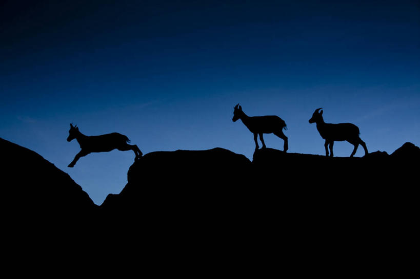无人,跳,横图,室外,夜晚,西班牙,三只,地平线,辽阔,地面,广阔,家畜,摄影,牲畜,一望无际,延伸,剪影,万里无云,阿维拉,天地相交,无边无际,一马平川,山羊,步行,彩图