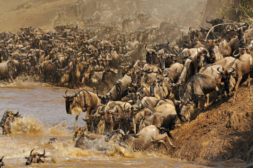 无人,横图,室外,白天,野生动物,肯尼亚,一群,许多,很多,摄影,非洲大羚,彩图,马赛马拉国家保护区,横越