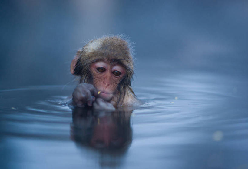 无人,横图,室外,白天,水,温泉,野生动物,日本,波纹,反射,动物,摄影,日本猕猴,彩图,地狱谷