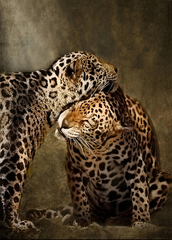 无人,竖图,特写,野生动物,美国,纹路,纹理,动物,两只,摄影,肌理,美洲虎,彩图