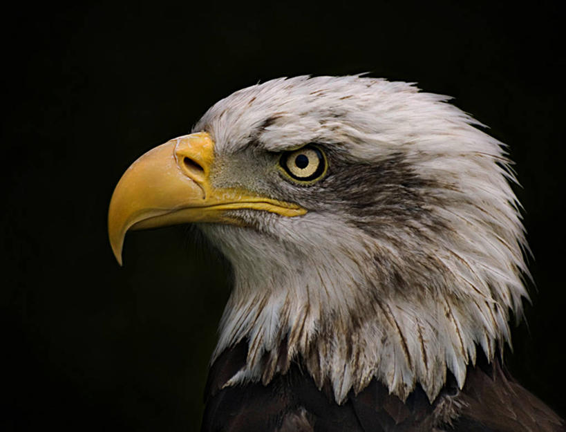 无人,横图,特写,侧面,野生动物,鹰,西班牙,黑色背景,摄影,部分,喙,彩图,影棚拍摄