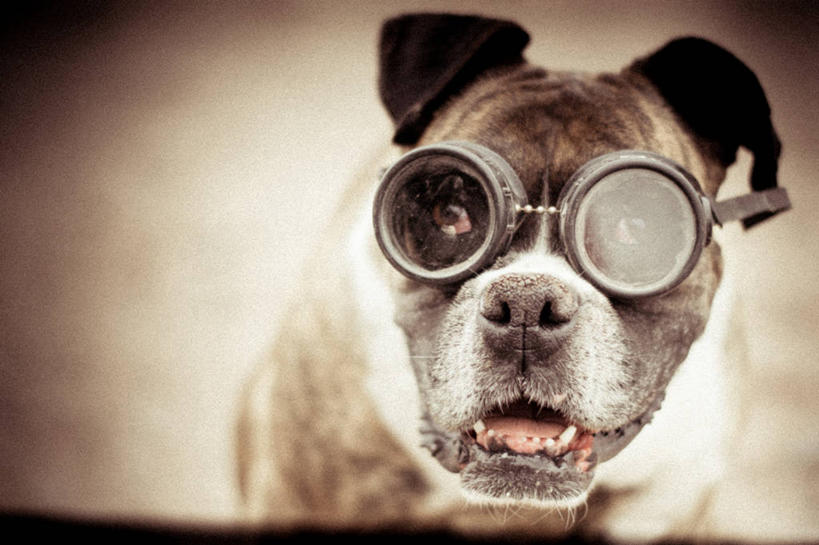 无人,横图,室外,特写,白天,宠物,狗,智利,张嘴,家畜,摄影,幽默,肖像,张大嘴巴,张开嘴,彩图