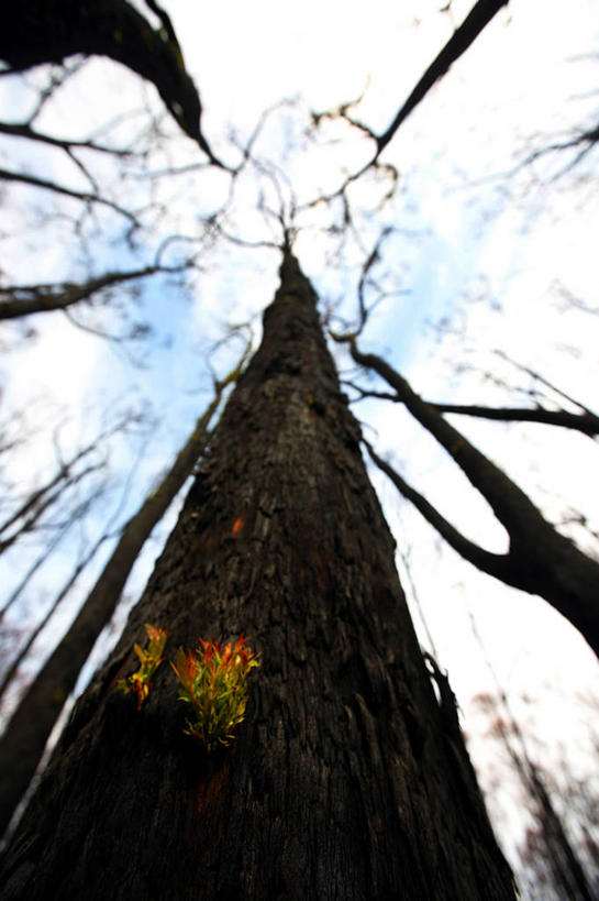 无人,竖图,室外,白天,仰视,澳大利亚,废弃,天空,自然,摄影,生长,灌木,销毁,烧毁,彩图,低角度拍摄