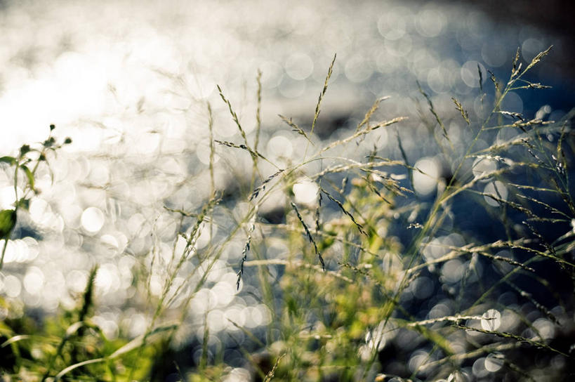 无人,横图,室外,特写,白天,湖,叶子,日光,巴西,茎,自然,摄影,生长,脆弱,散焦,彩图