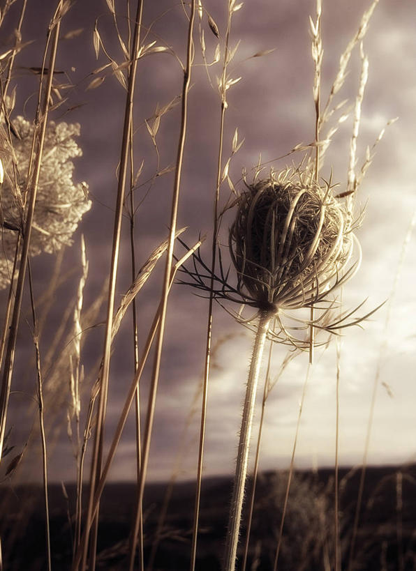 无人,竖图,室外,日落,挪威,盛开,云,茎,花蕾,花,花瓣,花朵,鲜花,一朵,花苞,花蕊,摄影,脆弱,清新,彩图