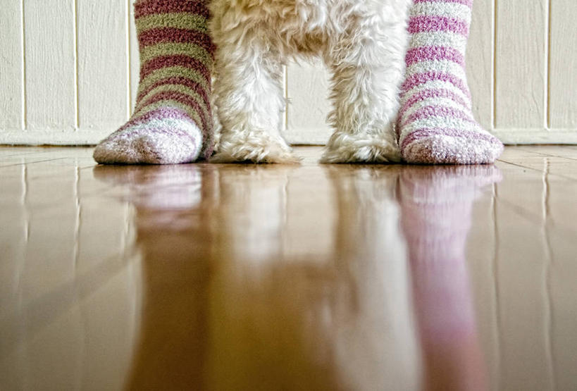 腿,一个人,站,横图,室内,宠物,狗,澳大利亚,条纹,反射,袜子,家畜,人体,摄影,部分,昆士兰州,四肢,汤斯维尔,彩图