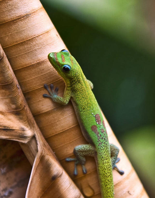 无人,竖图,室外,特写,白天,壁虎,野生动物,美国,香蕉树,绿色,摄影,夏威夷群岛,太平洋岛屿,彩图