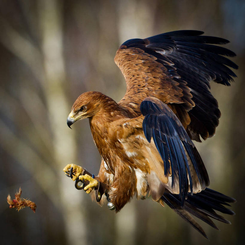 无人,方图,室外,特写,白天,鸟,野生动物,鹰,英国,鸟类,半空,飞,动物,两只,摄影,接,凶猛,鸢,汉普郡,残暴,凶残,老鹰,彩图