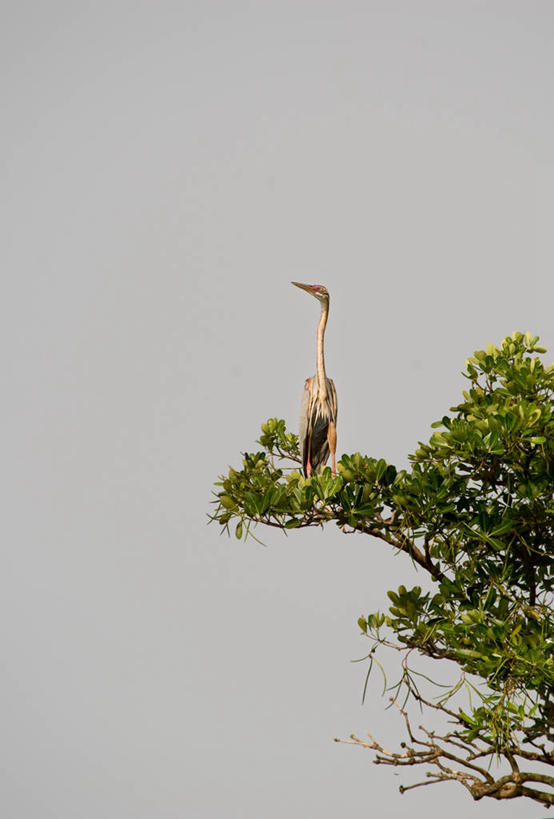 无人,竖图,室外,白天,留白,白鹭,野生动物,马来西亚,鸟类,枝,树,自然,摄影,栖息,万里无云,彩图,柔佛
