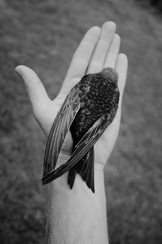 成年人,手,手掌,一个人,竖图,俯视,黑白,室外,特写,白天,野生动物,瑞典,仅一个男性,鸟类,人体,摄影,部分,关爱,出示,高角度拍摄