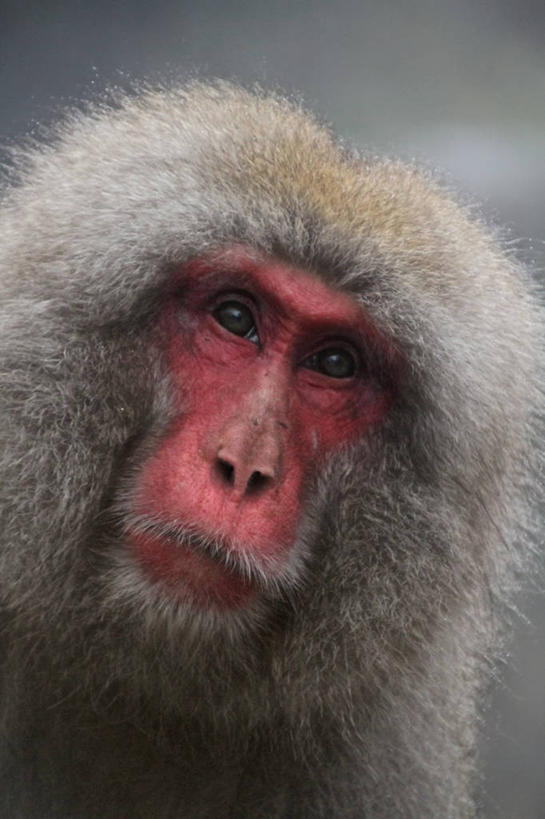 无人,竖图,室外,特写,白天,野生动物,日本,摄影,肖像,日本猕猴,彩图